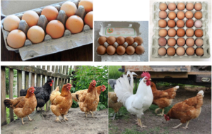 Jaja wiejskie - ekologiczne od kur z wolnego wybiegu żywność ekologiczna