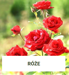 Róże